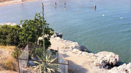 50 yıl sonra 4,5 metreye ulaşan çiçek koruma altına alındı
