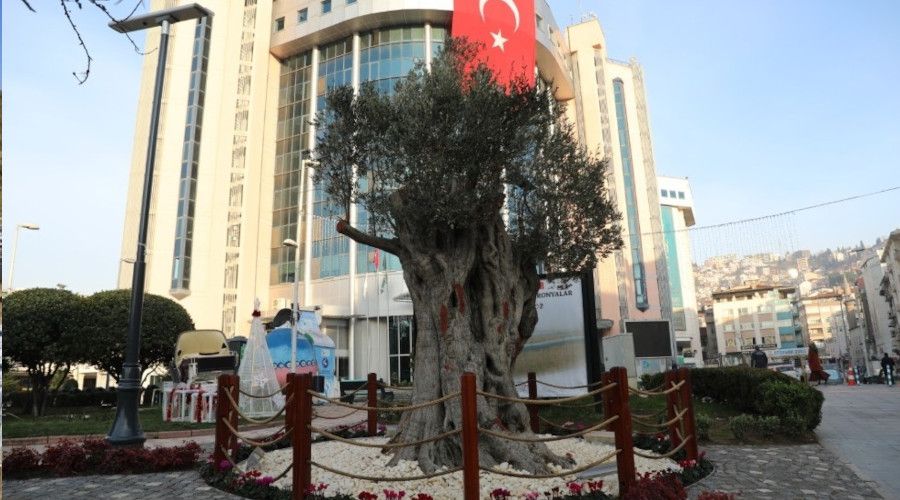 600 yllk zeytin aac zmit'in yeni sembollerinden olacak