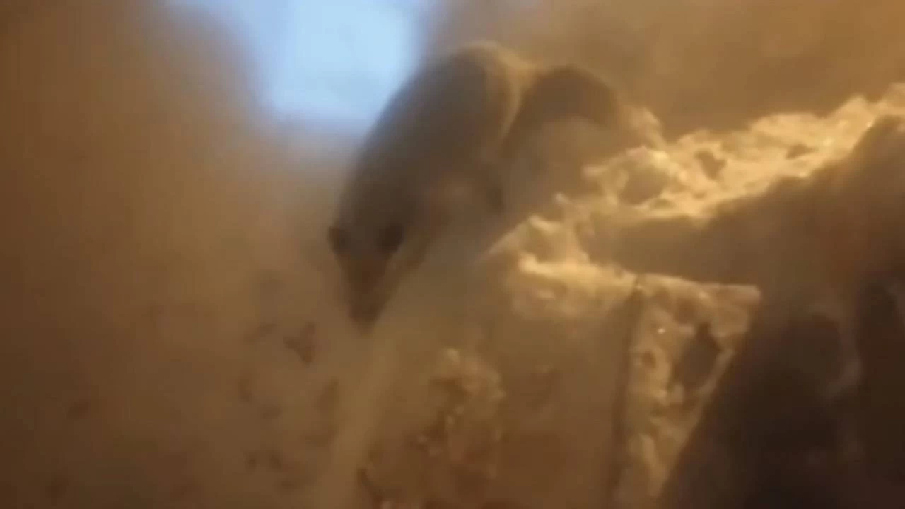 A� kalan tilki evin kap�s�nda yiyecek arad�