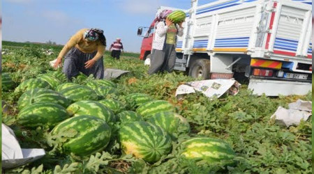 Adana karpuzu tarlada 35 kuruşa düştü