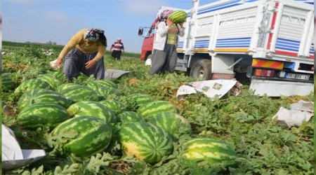 Adana karpuzu tarlada 35 kurua dt