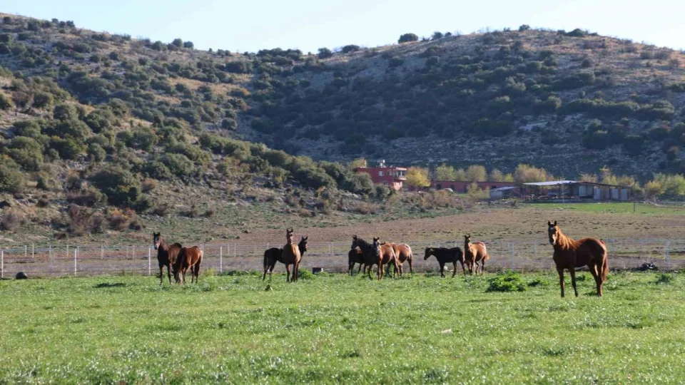 Adana milyonluk �ngiliz ve Arap atlar�n�n yeti�me alan� oldu