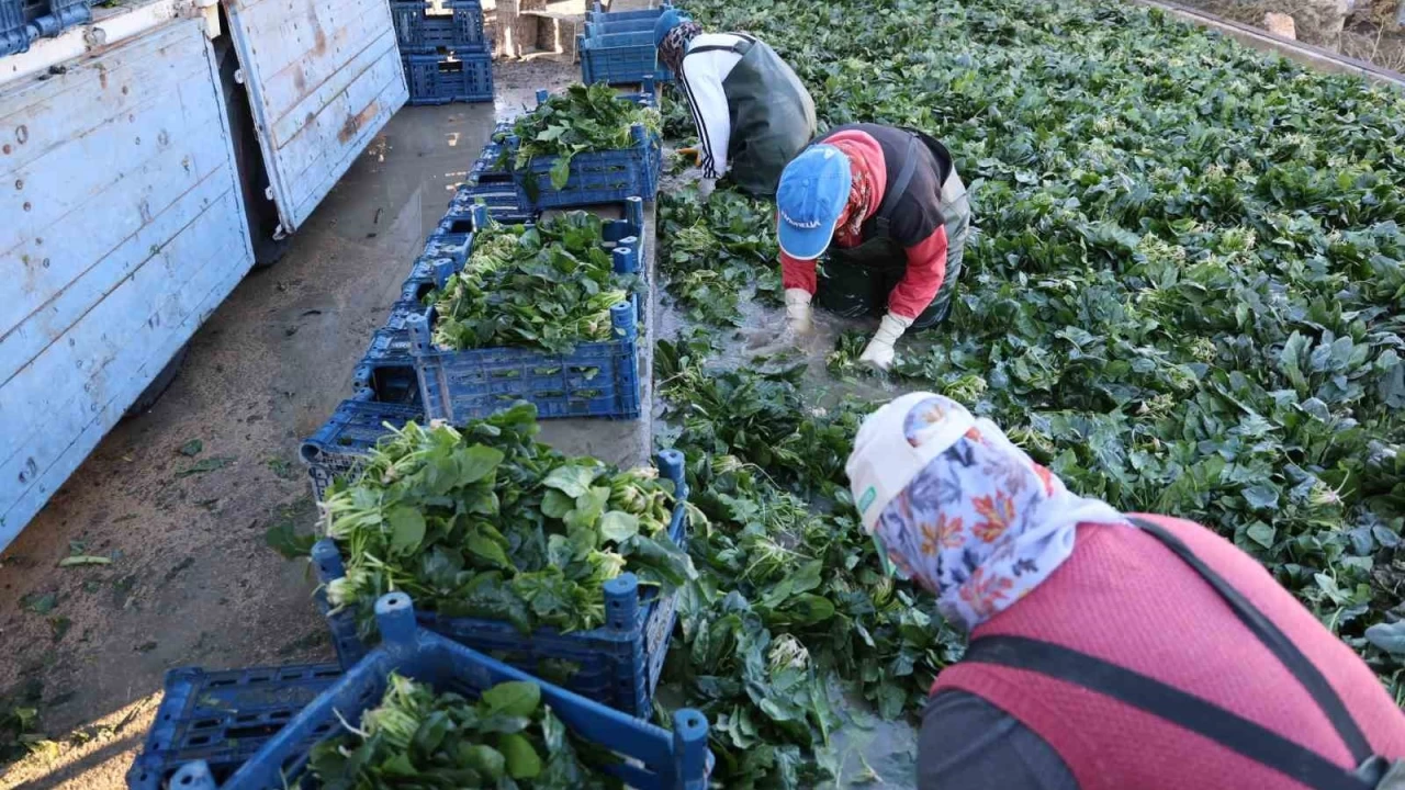 Adana'da ıspanak hasadına başlandı