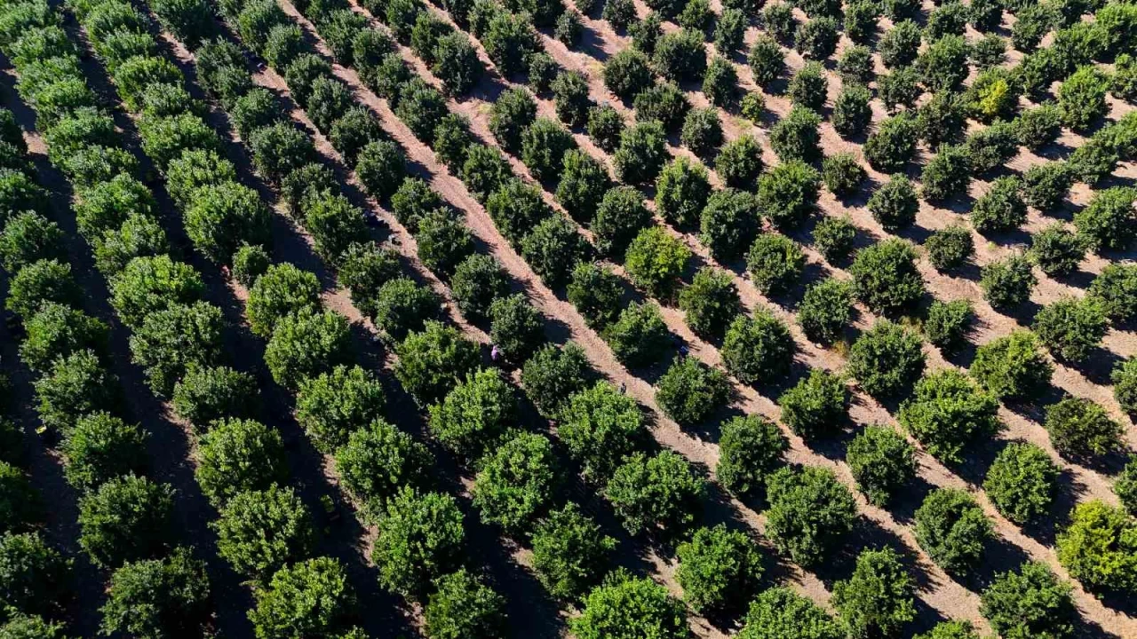 Adana'da portakalda 360 bin ton rekolte bekleniyor