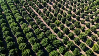Adana'da portakalda 360 bin ton rekolte bekleniyor