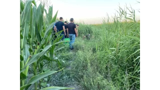 Adana'da sazlklar arasnda bir kii l bulundu