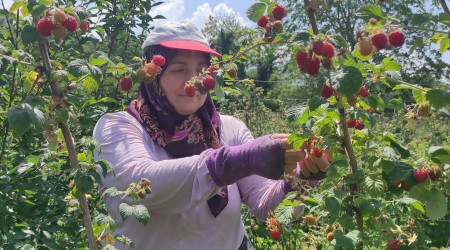 Ahududu hasadı üreticinin yüzünü güldürdü