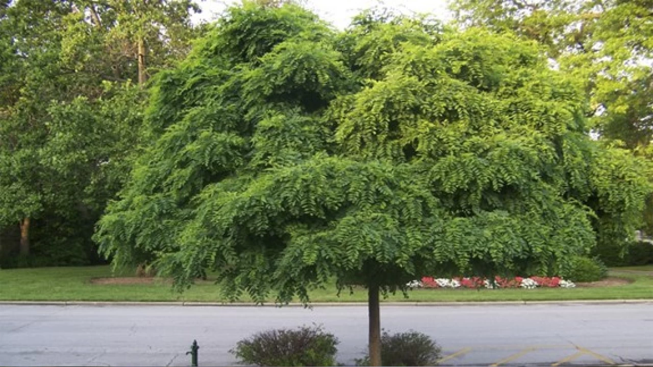 Akasya a�ac�n�n gizemli d�nyas�