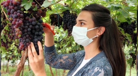 Akdeniz'in siyah incisi yüzleri güldürüyor