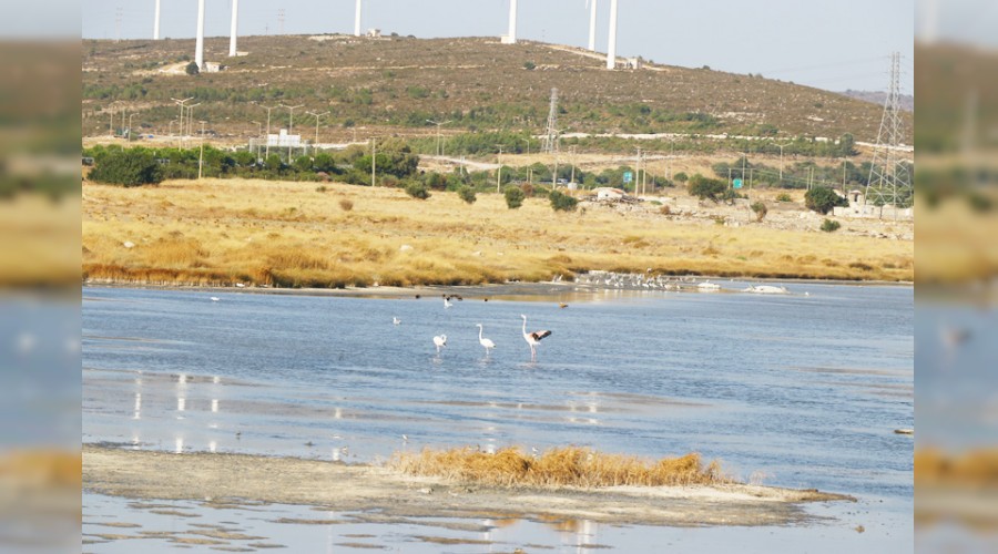 Ala�at� ku�lar�yla da turist �ekecek