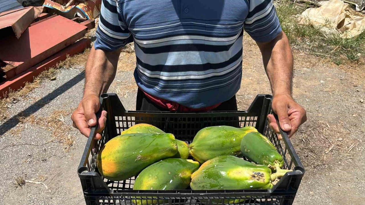 Alanya'da papaya hasadı başladı
