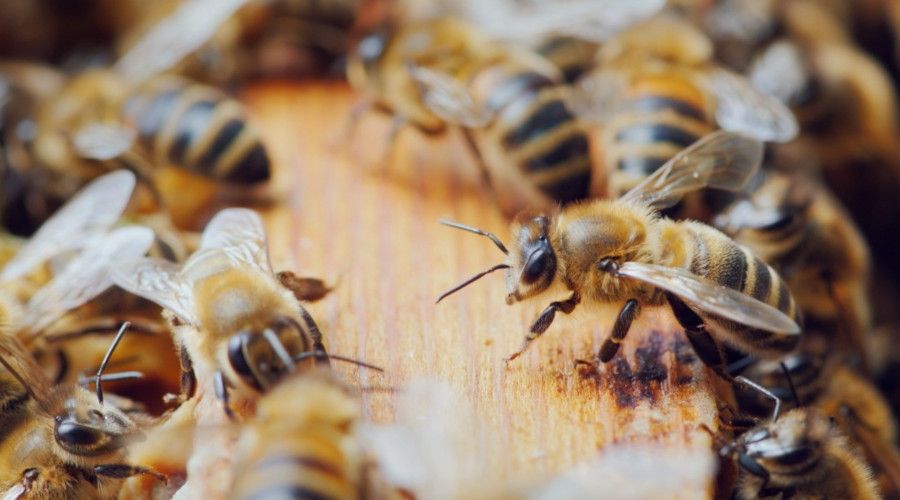 Anadolu bal ar�lar�n�n genetik haritas�