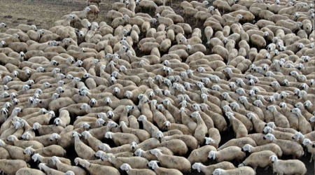 Anadolu'nun koyun ihtiyacı Sivas'tan karşılanıyor
