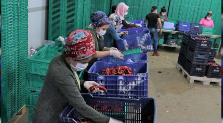 Antalya halinde semt pazarı hareketliliği başladı