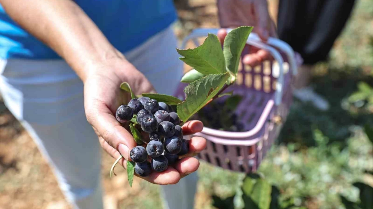 Antalya'da aronya ve brtlen hasad bereketi
