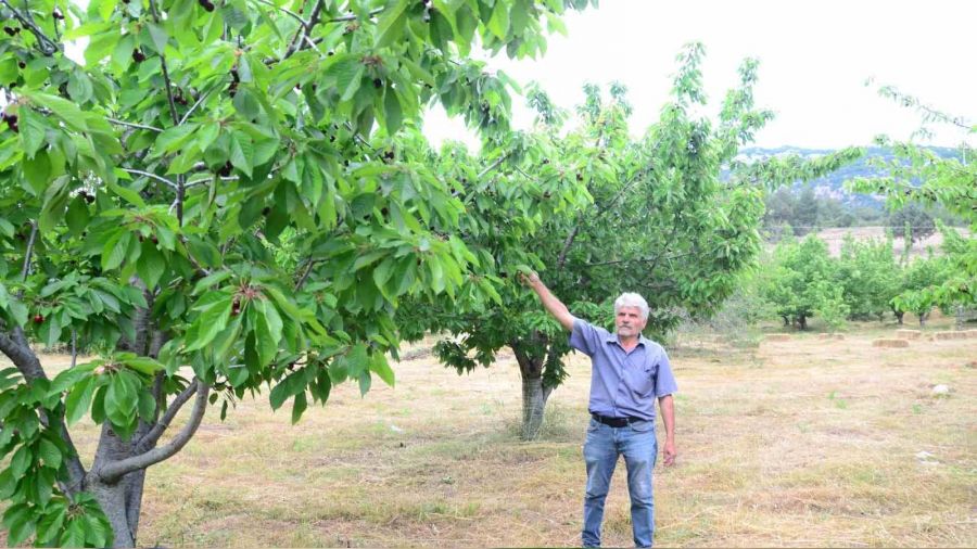 Antalya'da a��r� ya�mur kiraz� dal�nda b�rakt�