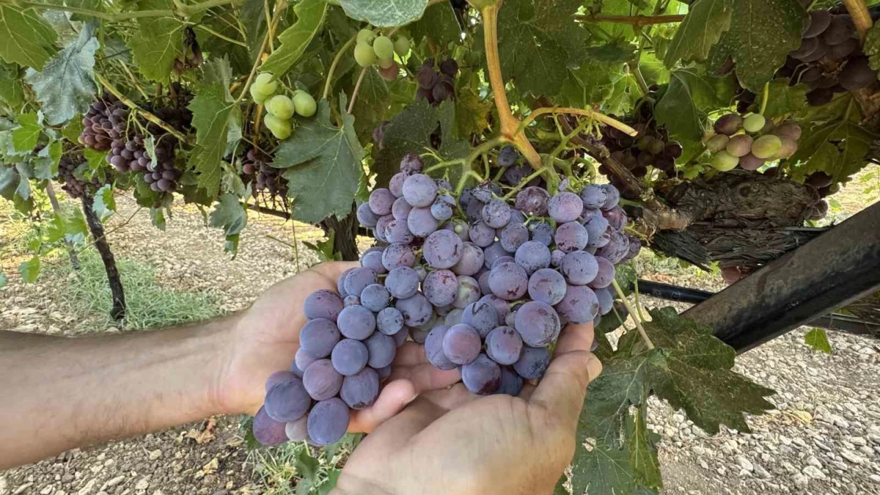 Antalya'da zmde bu yl yzde 25 rekolte bekleniyor
