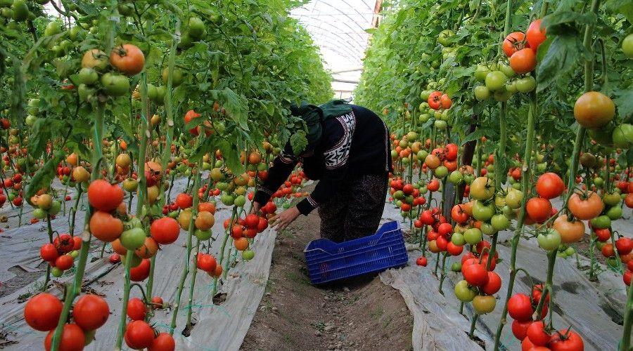 Antalyalı domates üreticilerinden aracı tepkisi