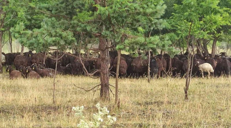 Ardahan'da dolu yağışı etkili oldu