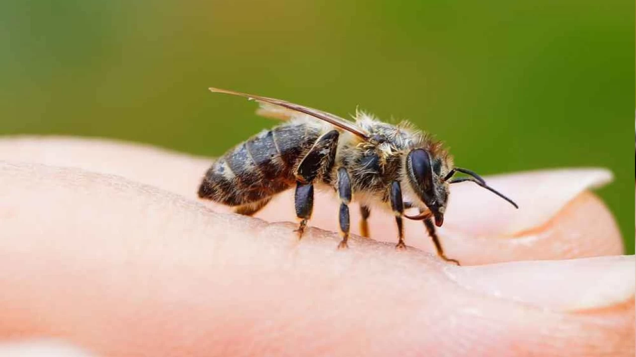 Ar� alerjisi: Belirtileri, nedenleri ve tedavisi