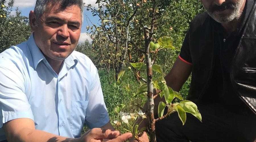 Armut a�ac� sonbaharda �i�ek a�t�