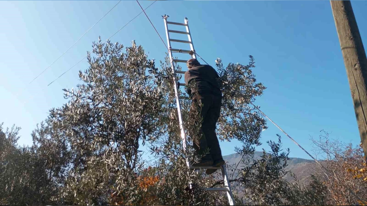 Artvin'de lezzet �d�ll� Butko Zeytini'nin hasad� s�r�yor