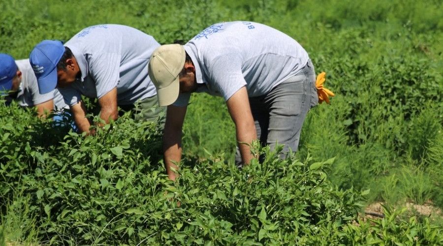 Ata tohumları, Halk Ege Et tezgahlarında yerini aldı