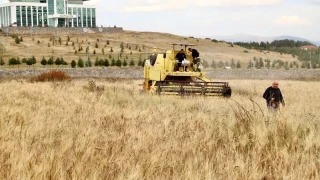 Ata tohumu kavılcanın hasadı tamamlandı