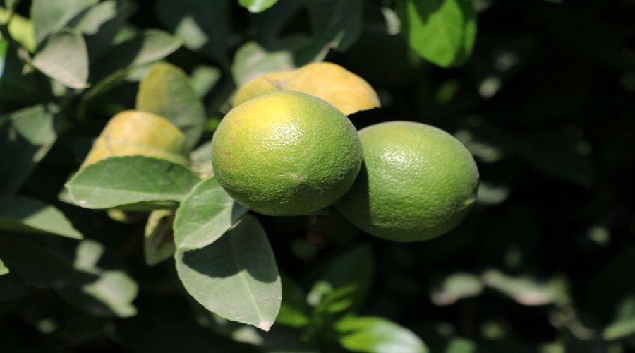 Avrupa ve Rusya'nın limonu Adana'dan