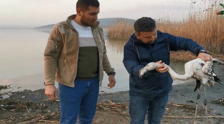 Ayağı kırılan flamingoyu kurtardılar