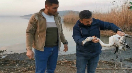 Ayağı kırılan flamingoyu kurtardılar