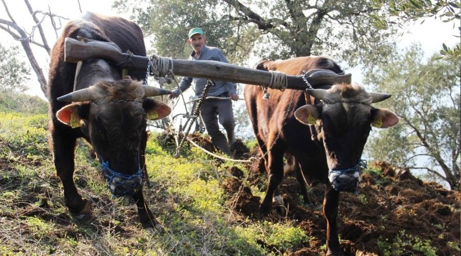 Ayd�n'da �k�zler halen k�ymetli