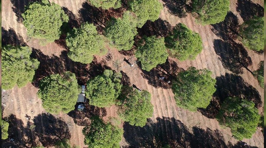  Ayval�k'ta �am f�st��� arazisi icradan sat�l�yor