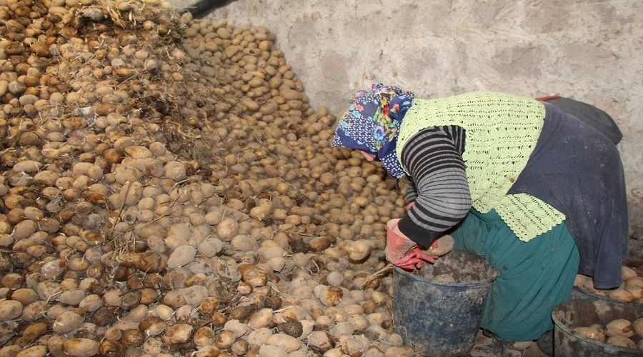 Baclar Belediyesi 100 ton patates ald