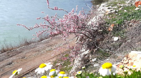Baharın habercisi bademler çiçek açtı