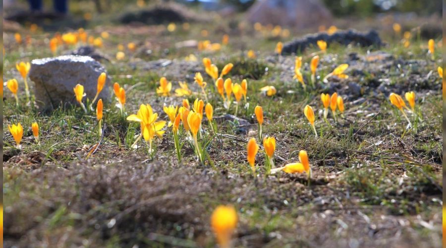 Bahar�n m�jdecisi �i�demler a�t�