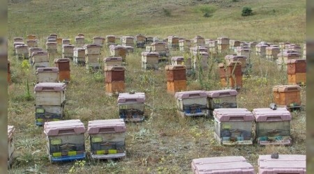 Bal üretiminde dünyada ikinciyiz