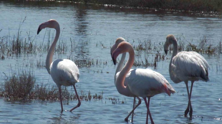 Balıkesir sahillerinde Flamingo güzelliği yaşanıyor