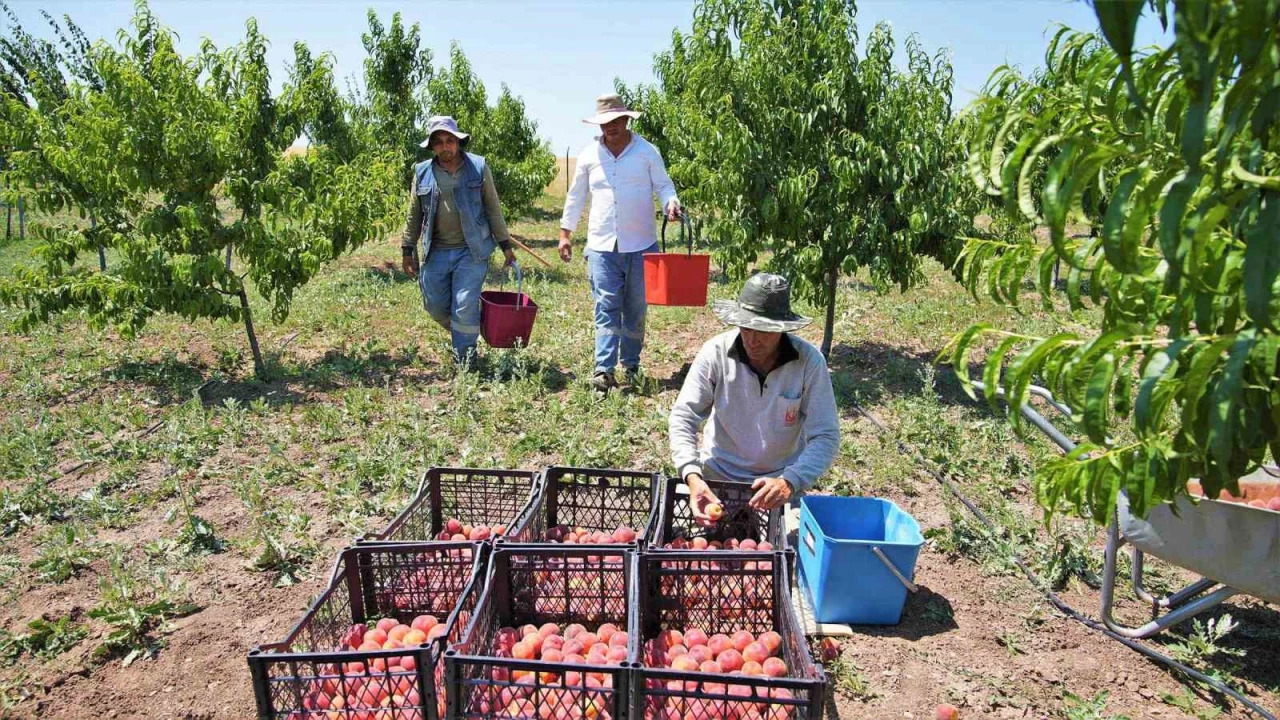 Belediye yeti�tirdi�i meyve ve sebzeleri vatanda�lara da��tt�