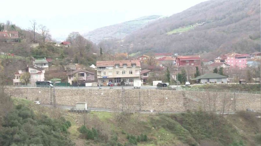 Beykoz'da domuzlar yerleşim yerlerine indi