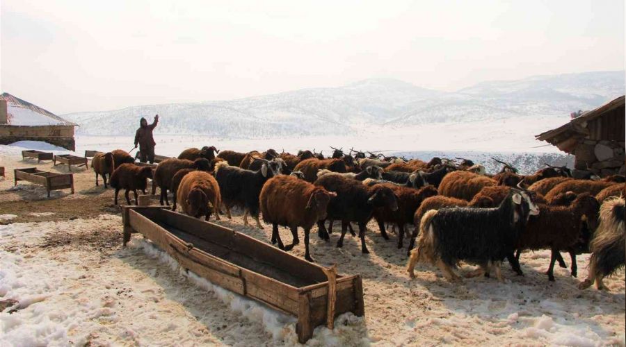 Bingöl'de besicilerin zorlu kış mesaisi