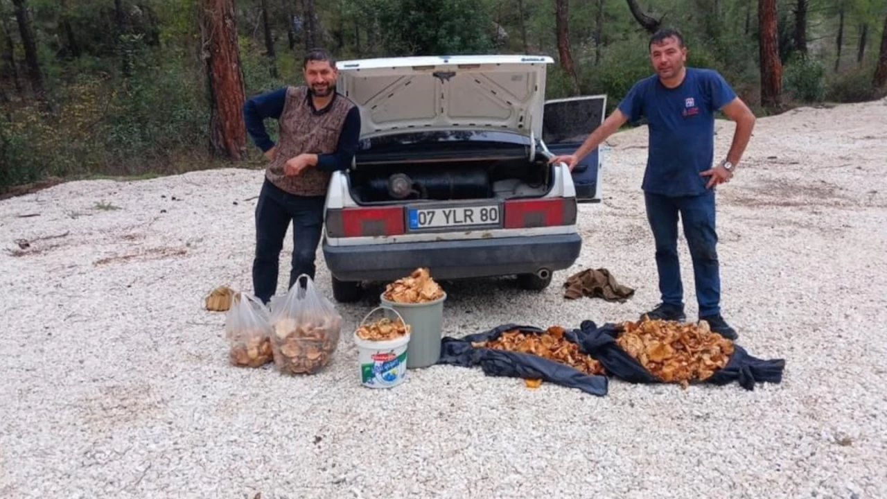 Bir g�nde 100 kilogram mantar toplad�lar