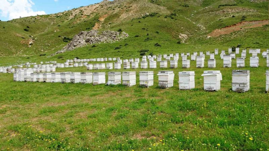 Bitlis balı dünya birincisi oldu