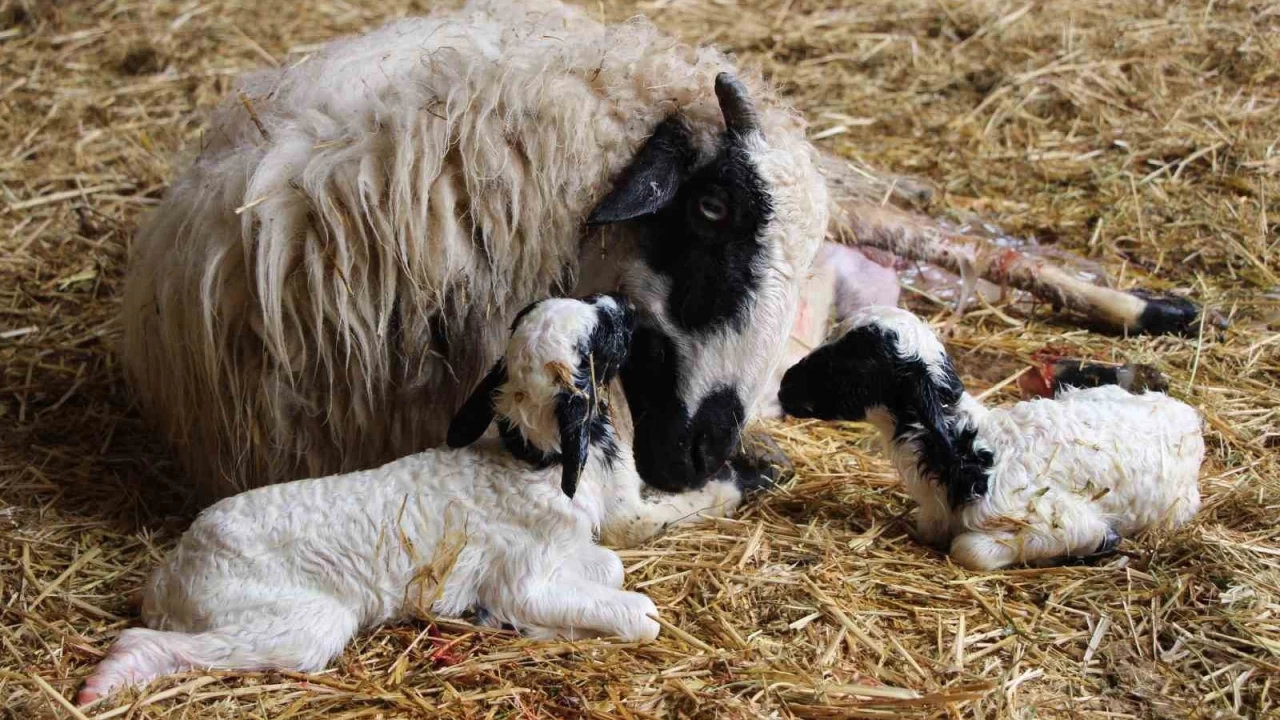 Bu koyunlar en az ikiz yavruluyor, 2,5 ayda 30 kiloya ula��yor