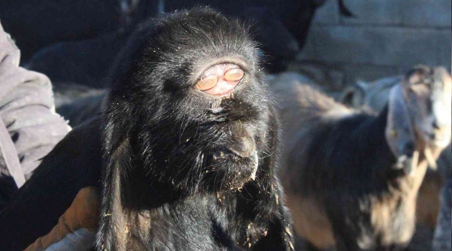 Bu o�la��n g�z� aln�nda