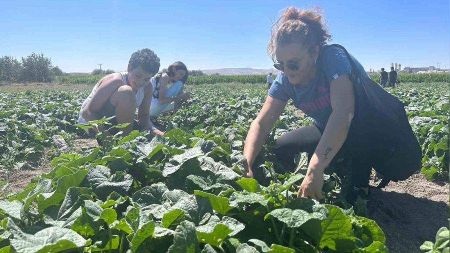 Bu tarlaya gelen istedi�ini se�ip al�yor