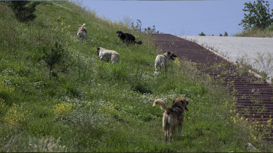 Bu �lkede k�pekler bile �ete kuruyor!