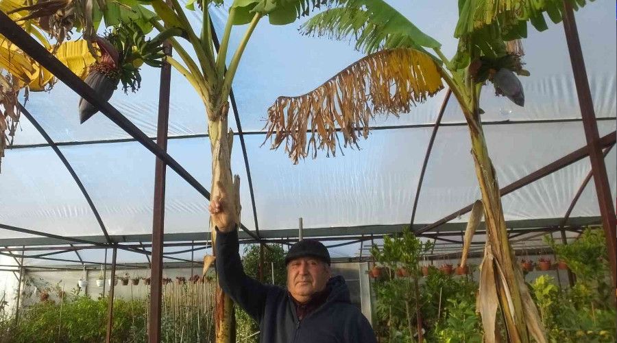 Burhaniye'de muz yetiştirdi