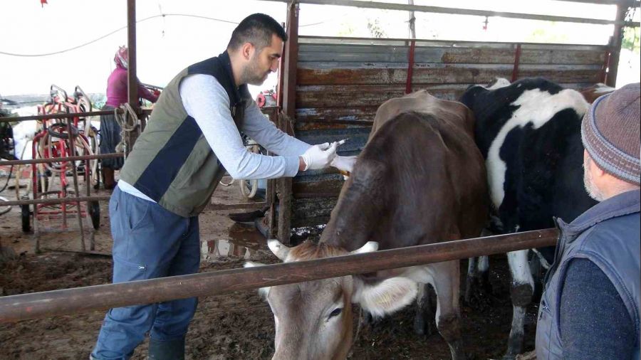 B�y�kba� hayvanlara SAT-2 a��lama �al��malar� devam ediyor