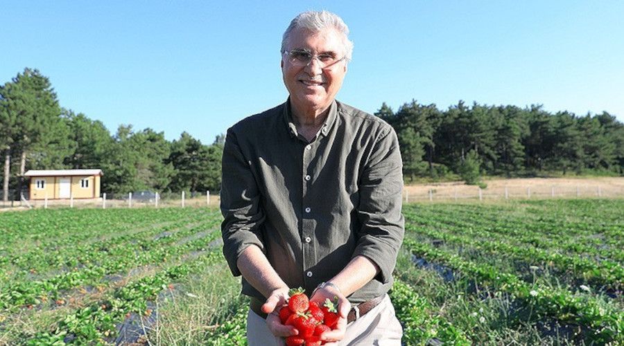 Büyükşehir 10 ton çilek hasadı yaptı